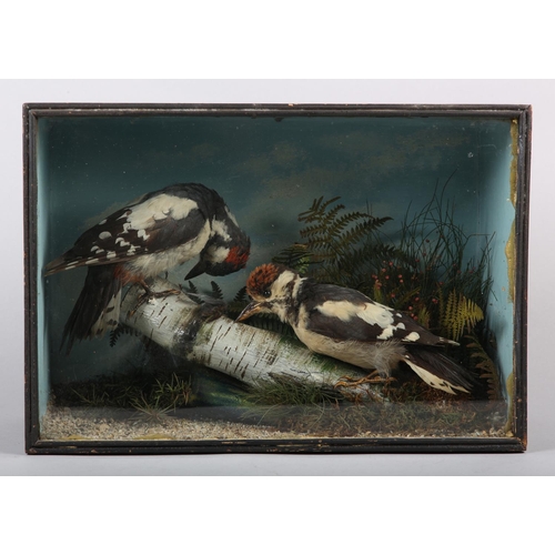 8 - TAXIDERMY: A PAIR OF GREAT SPOTTED WOODPECKERS, (Dendrocopos major) cock and hen, perched on a silve... 