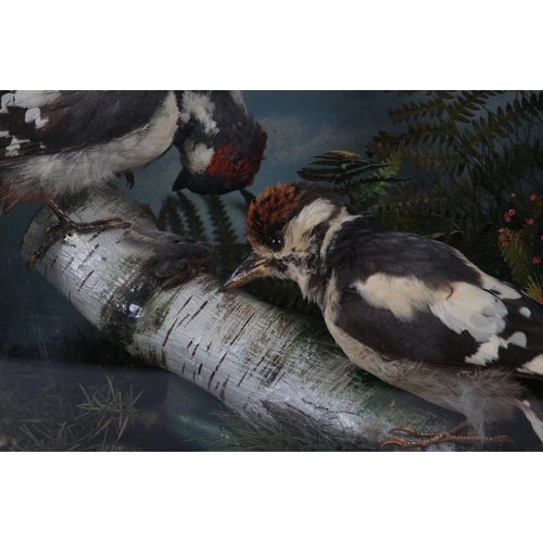 8 - TAXIDERMY: A PAIR OF GREAT SPOTTED WOODPECKERS, (Dendrocopos major) cock and hen, perched on a silve... 