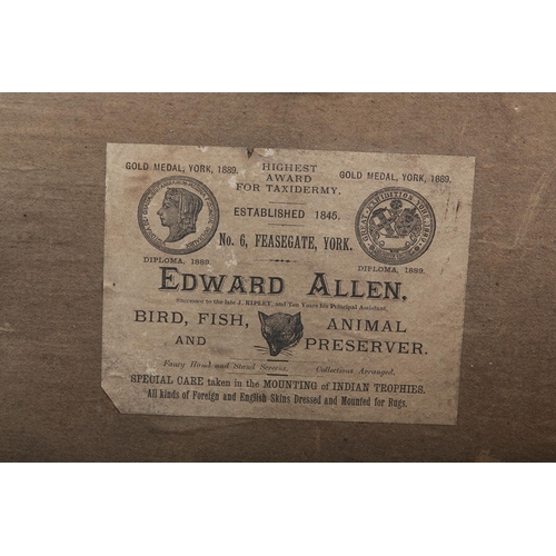 8 - TAXIDERMY: A PAIR OF GREAT SPOTTED WOODPECKERS, (Dendrocopos major) cock and hen, perched on a silve... 