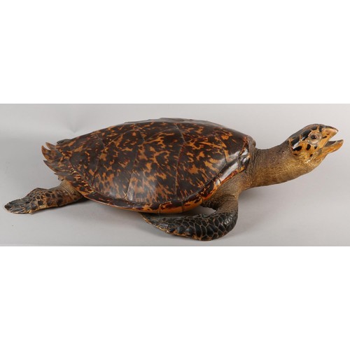 7 - TAXIDERMY: HAWKSBILL SEA TURTLE (ERETMOCHELYS IMBRICATA), 20th century, full mount with head raised,... 