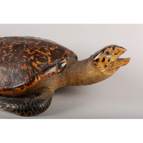 7 - TAXIDERMY: HAWKSBILL SEA TURTLE (ERETMOCHELYS IMBRICATA), 20th century, full mount with head raised,... 
