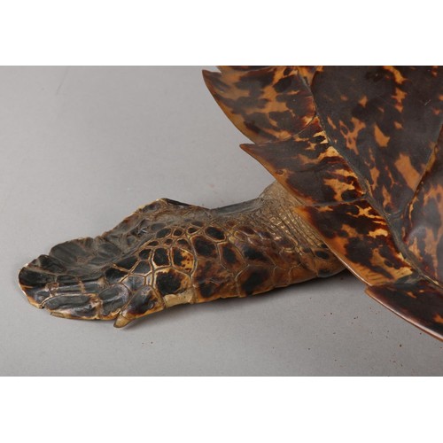 7 - TAXIDERMY: HAWKSBILL SEA TURTLE (ERETMOCHELYS IMBRICATA), 20th century, full mount with head raised,... 