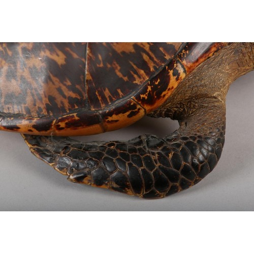 7 - TAXIDERMY: HAWKSBILL SEA TURTLE (ERETMOCHELYS IMBRICATA), 20th century, full mount with head raised,... 