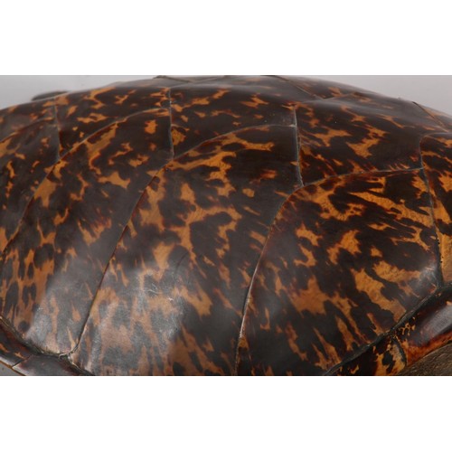 7 - TAXIDERMY: HAWKSBILL SEA TURTLE (ERETMOCHELYS IMBRICATA), 20th century, full mount with head raised,... 