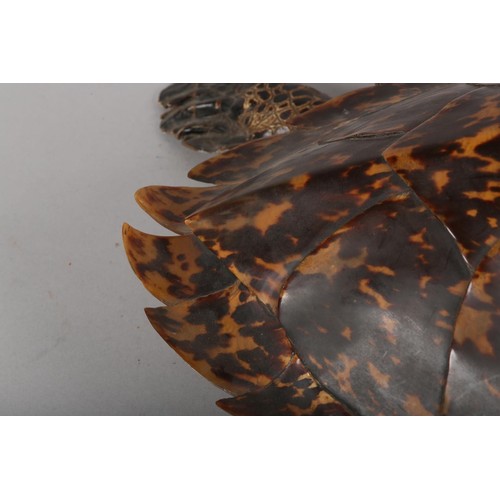 7 - TAXIDERMY: HAWKSBILL SEA TURTLE (ERETMOCHELYS IMBRICATA), 20th century, full mount with head raised,... 