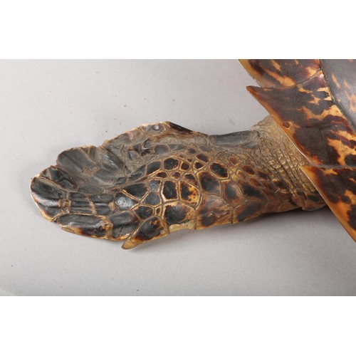 7 - TAXIDERMY: HAWKSBILL SEA TURTLE (ERETMOCHELYS IMBRICATA), 20th century, full mount with head raised,... 