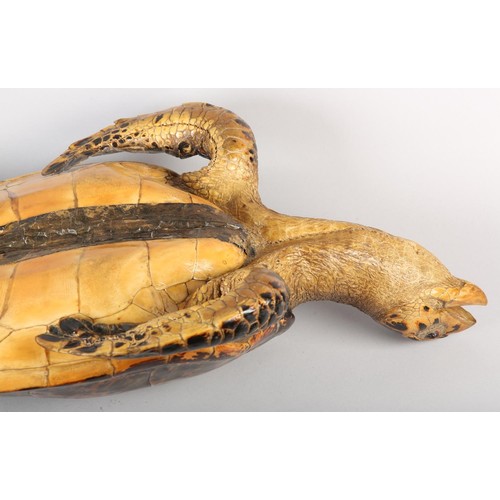 7 - TAXIDERMY: HAWKSBILL SEA TURTLE (ERETMOCHELYS IMBRICATA), 20th century, full mount with head raised,... 