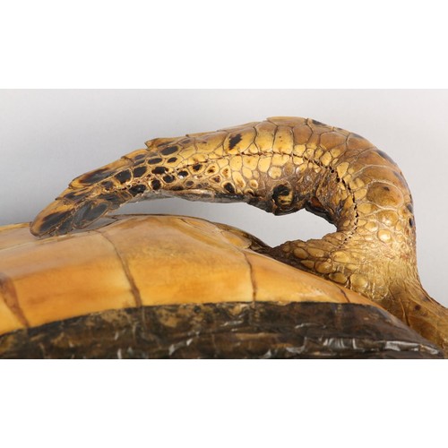 7 - TAXIDERMY: HAWKSBILL SEA TURTLE (ERETMOCHELYS IMBRICATA), 20th century, full mount with head raised,... 