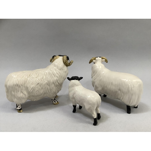 30 - A Beswick Swaledale ram, ewe, and lamb, all with printed marks, 8.5cm , 8cm, and 6cm high