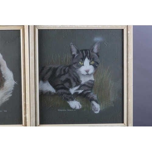 62 - ARR Norman Shaw (Scottish 20th century), Grey tabby in the grass; 'Kelly' clumber spaniel, study, a ... 