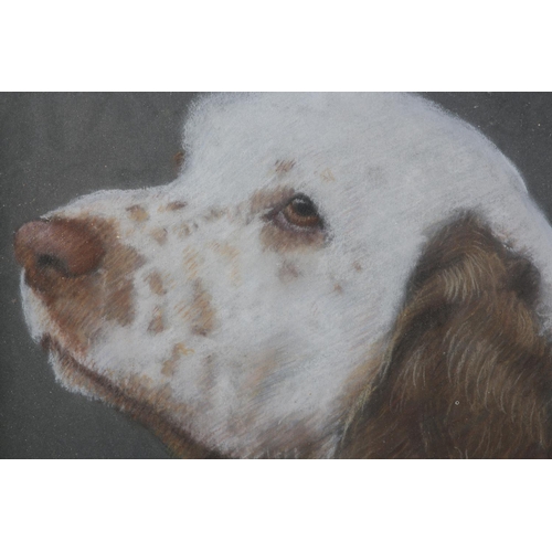 62 - ARR Norman Shaw (Scottish 20th century), Grey tabby in the grass; 'Kelly' clumber spaniel, study, a ... 