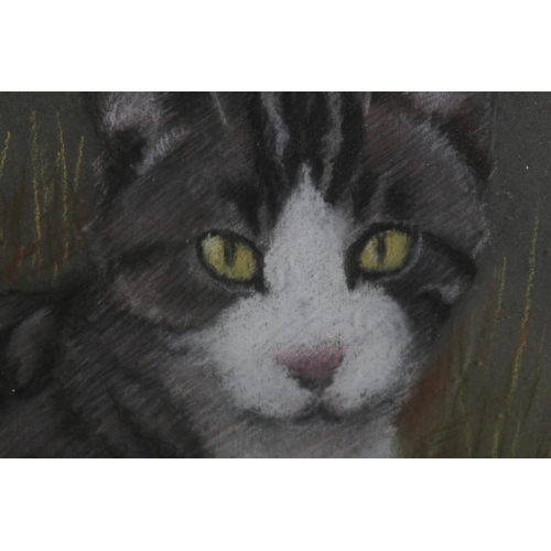 62 - ARR Norman Shaw (Scottish 20th century), Grey tabby in the grass; 'Kelly' clumber spaniel, study, a ... 