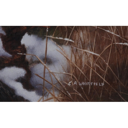 141 - By and after C A Whitfield, Pheasant cock and hen; Partridges in snow covered landscape; a pair, col... 
