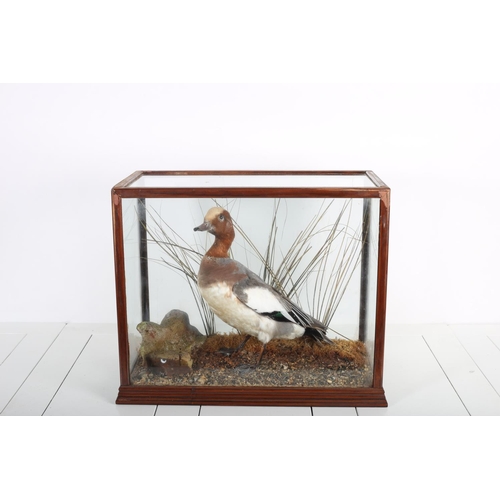 88 - A TAXIDERMY MODEL OF A DUCK shown standing on a naturalistic base in a glazed case
40cm (h) x 48cm (... 