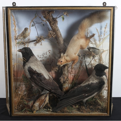 582 - A VICORIAN TAXIDERMIST CASE OF BIRDS containing grey crows, red squirrel and finches in a naturalist... 