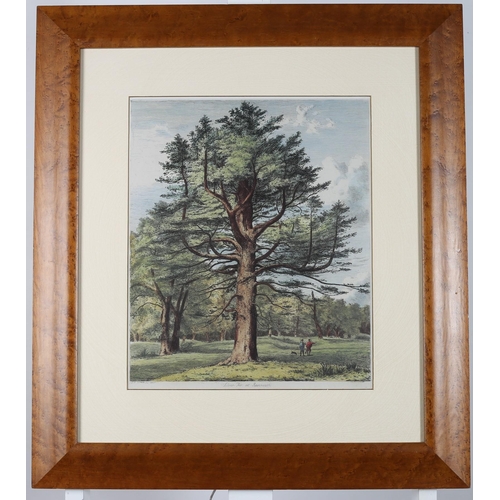 784 - after JACOB GEORGE STRUTT
Silver Fir at Roseneath 
A coloured print
39cm (h) x 32cm (w)