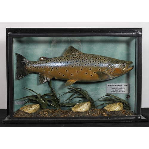 458 - A TAXIDERMY BROWN TROUT in case shown in a naturalistic setting inscribed 'caught on Lough Dan by Da... 