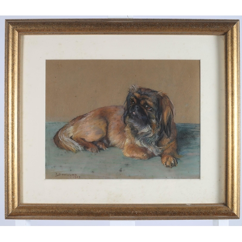 144 - PHOEBE DONOVAN (1902-1998)
Study of Long Hair Pugalier 
Mixed media on board
Signed lower left
Dated... 