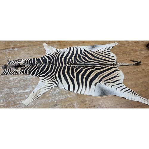 598 - AN AUTHENTIC ZEBRA HIDE, ethically sourced and legally imported, certified, tanned and treated in ac... 