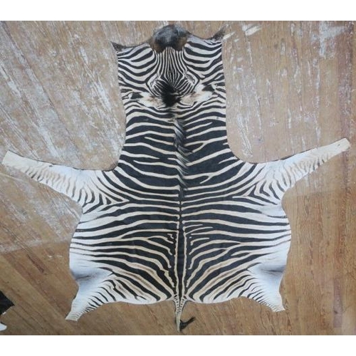 598 - AN AUTHENTIC ZEBRA HIDE, ethically sourced and legally imported, certified, tanned and treated in ac... 