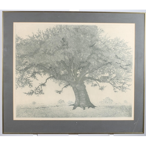 654 - QUERCUS VIRGINIANA
Study 
A print
57cm (h) x 73cm (w) 
together with three coloured bird prints in o... 