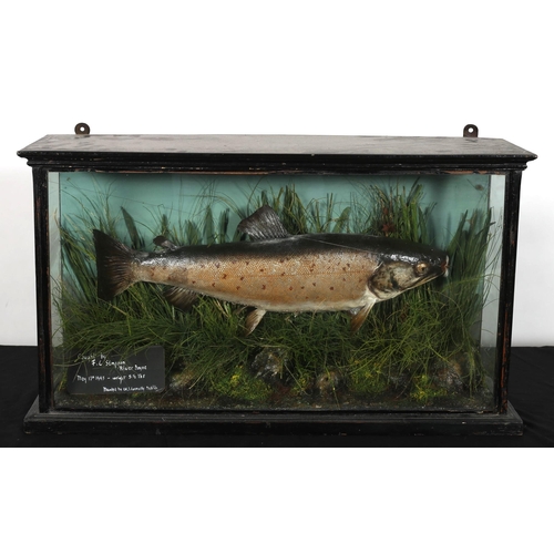 308 - A TAXIDERMY SALMON in a naturalistic setting in a glazed and ebonised case 
37cm (h) x 65cm (w) x 19... 