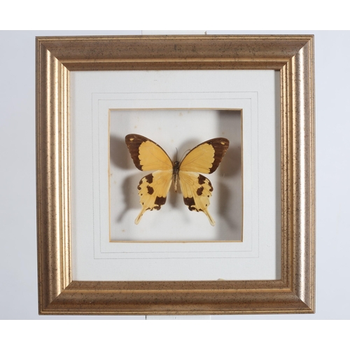 327 - EIGHT FRAMED BUTTERFLIES in gilt frames 
Each 11cm (h) x 12cm (w)