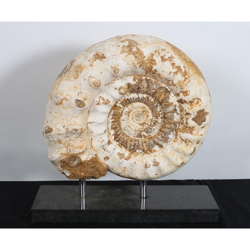 375 - A LARGE AMMONITE FOSSIL raised on a black marble base 
44cm (h) x 50cm (w) x 20cm (d)