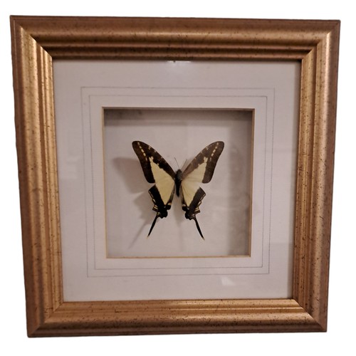 327 - EIGHT FRAMED BUTTERFLIES in gilt frames 
Each 11cm (h) x 12cm (w)