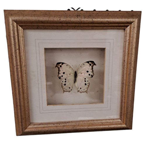 327 - EIGHT FRAMED BUTTERFLIES in gilt frames 
Each 11cm (h) x 12cm (w)