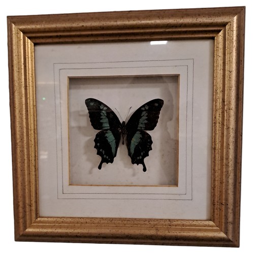 327 - EIGHT FRAMED BUTTERFLIES in gilt frames 
Each 11cm (h) x 12cm (w)