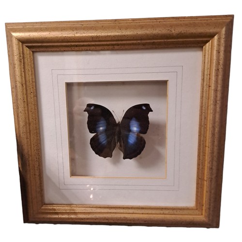 327 - EIGHT FRAMED BUTTERFLIES in gilt frames 
Each 11cm (h) x 12cm (w)