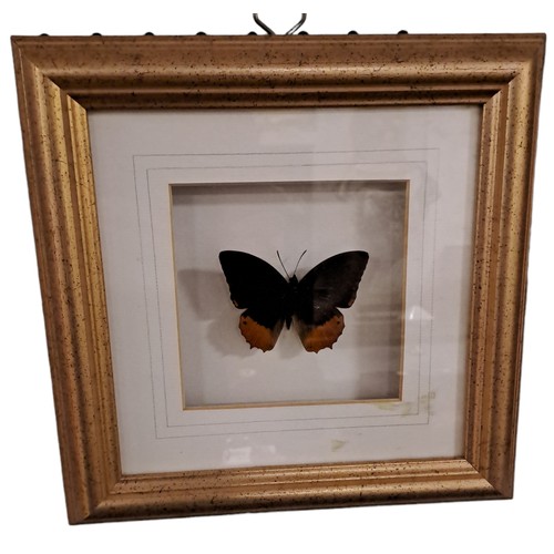 327 - EIGHT FRAMED BUTTERFLIES in gilt frames 
Each 11cm (h) x 12cm (w)