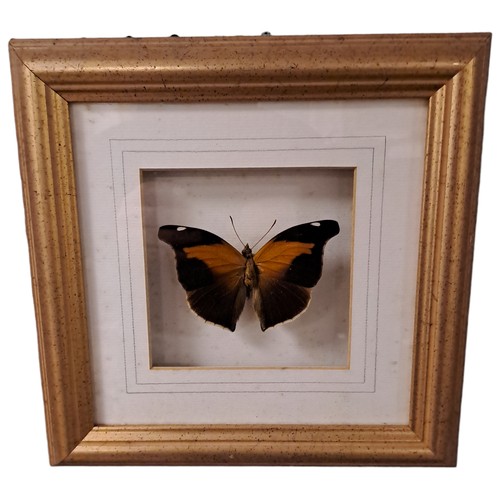 327 - EIGHT FRAMED BUTTERFLIES in gilt frames 
Each 11cm (h) x 12cm (w)