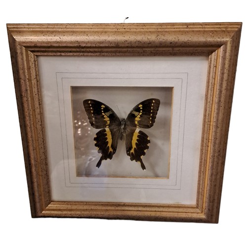 327 - EIGHT FRAMED BUTTERFLIES in gilt frames 
Each 11cm (h) x 12cm (w)