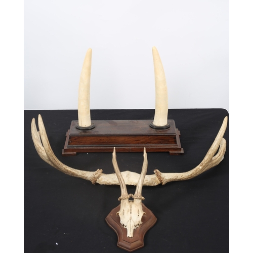 129 - A PAIR OF MOUNTED HORNS on a rosewood base with block feet together with A PAIR OF ANTLERS, etc. (3)