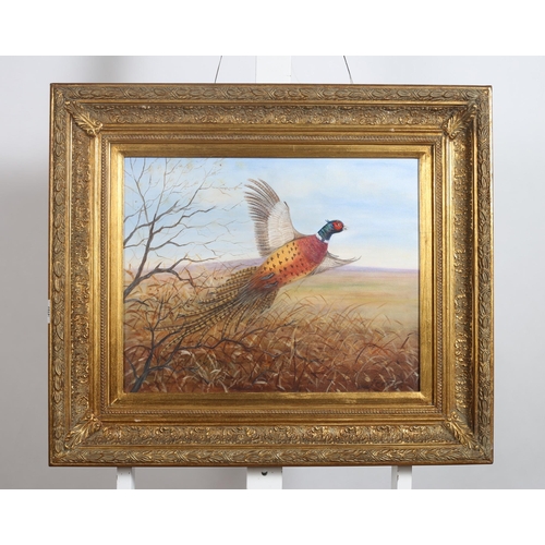 362 - MARY FERRIS 
Pheasant in Flight 
Oil on canvas
Signed lower right
39cm (h) x 47cm (w)