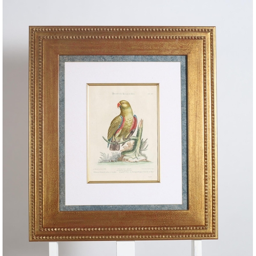 603 - after GEORGE EDWARDS 
SIX COLOURED PRINTS OF PARROTS 
30cm (h) x 22cm (w)