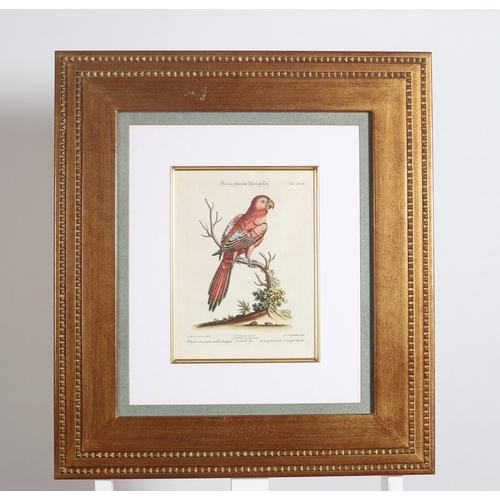 603 - after GEORGE EDWARDS 
SIX COLOURED PRINTS OF PARROTS 
30cm (h) x 22cm (w)