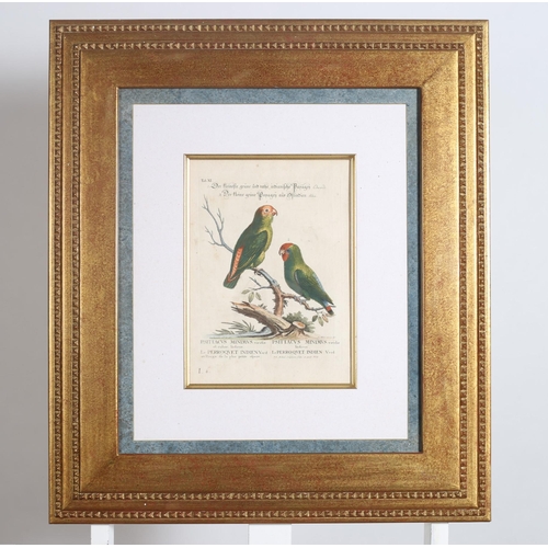 603 - after GEORGE EDWARDS 
SIX COLOURED PRINTS OF PARROTS 
30cm (h) x 22cm (w)