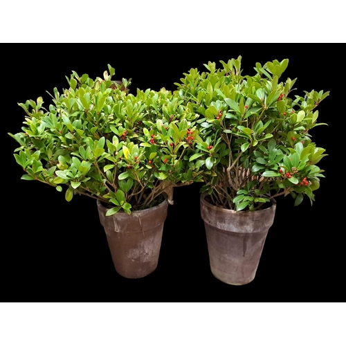 880 - A PAIR OF COMPOSITION PLANTERS each containing a Skimmia Japonica Temptation
46cm (h) x 40cm (d)