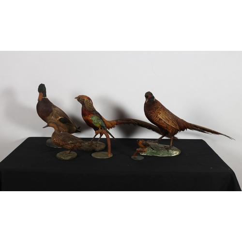 420 - A COLLECTION OF SIX TAXIDERMY modelled as ducks, pheasants, water hen, etc.