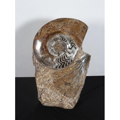 265 - AN AMMONOID AND CORAL SCULPTURE Provenance The Western Sahara Desert Inscribed '380 million years ol... 