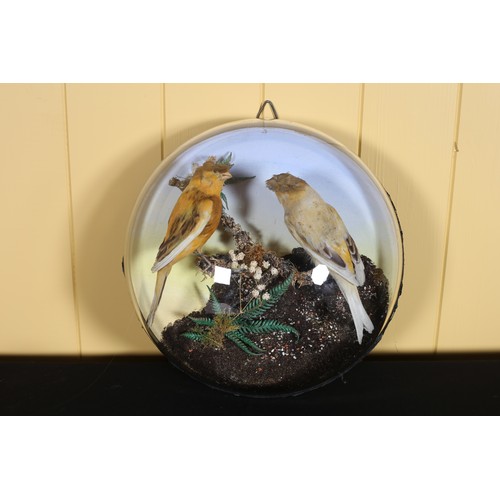 432 - A WALL MOUNTED CASE TAXIDERMY Gloucester Canaries in a naturalistic setting in a glazed dome shaped ... 