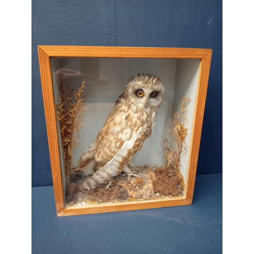 461 - A TAXIDERMY TAWNY OWL in a glazed showcase 38cm (h) x 34cm (w) x 15cm (d)