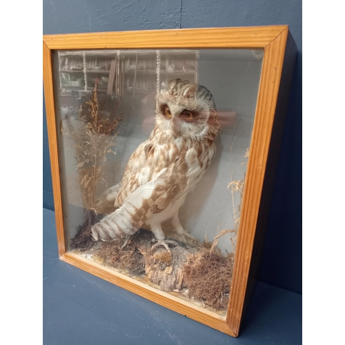 461 - A TAXIDERMY TAWNY OWL in a glazed showcase 38cm (h) x 34cm (w) x 15cm (d)