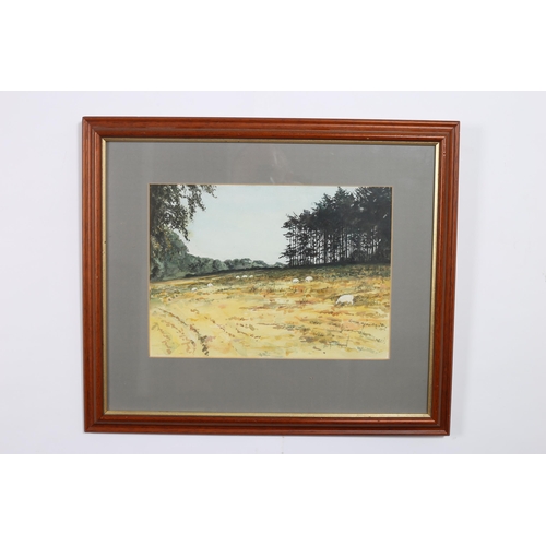 584 - DIARMUID BOYD Landscape with Sheep Watercolour, Ballynahinch Co. Galway Oil on canvas laid on board ... 