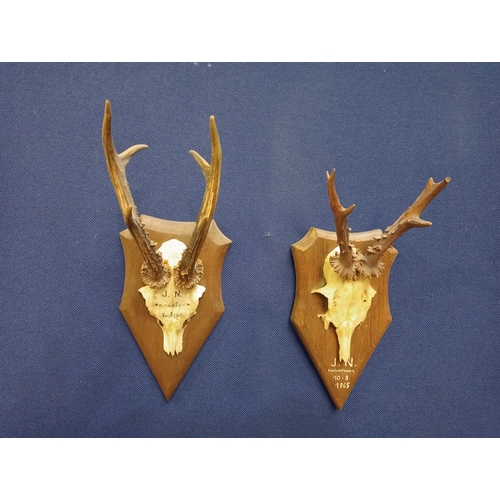 503 - A PAIR OF ROEBUCK ANTLERS mounted on an oak shield shaped plaque 42cm (h) 15cm (w) 15cm (d0