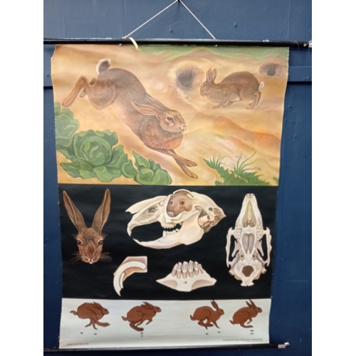 637 - JUNG KOCH QUENTELL A vintage poster depicting hare anatomy 117cm (h) x 60cm (w)