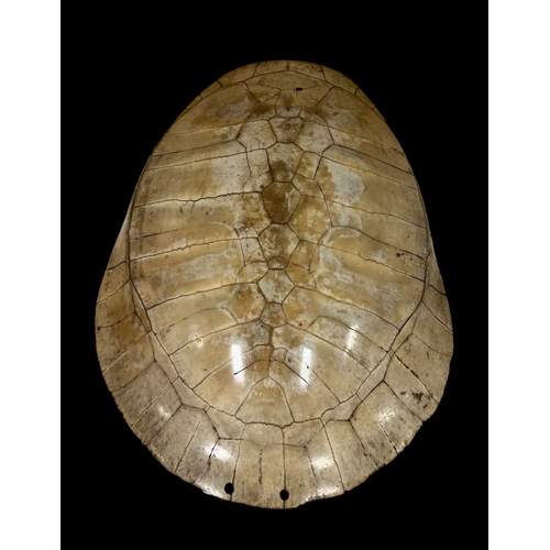 288 - A LARGE 19TH CENTURY BLONDE TURTLE SHELL 62cm (h) x 45cm (w)